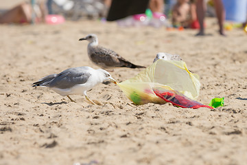 Image showing Gulls on the beach seaside dragged a bag of food