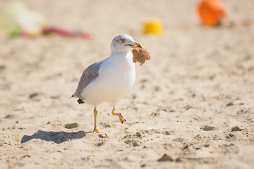 Image showing Gull dragged a piece of bread, and runs on the sand beach