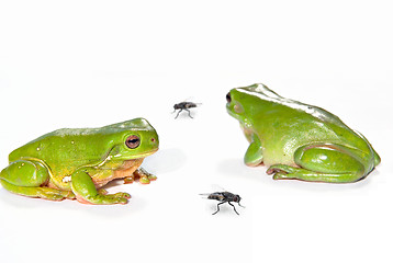 Image showing two green tree frogs and two flies