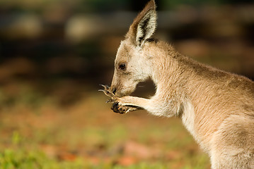 Image showing eastern grey kangaroo