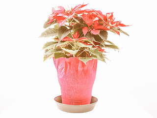 Image showing Retro looking Poinsettia