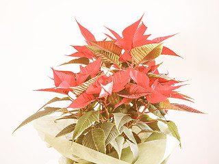 Image showing Retro looking Poinsettia Christmas star