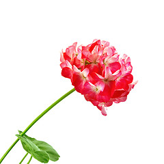 Image showing Geranium red and white leaves