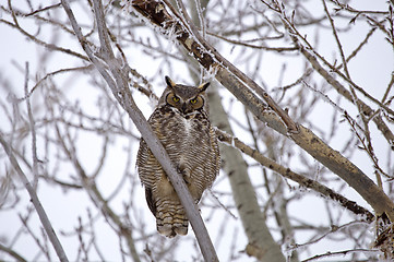 Image showing Great Horned Owl in Tree