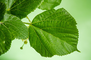 Image showing  Linden leaves, close-up