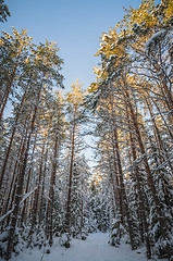 Image showing Winter snow covered trees. Viitna, Estonia. 