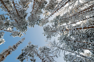 Image showing The tops of trees covered with hoarfrost against the blue sky