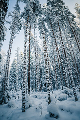 Image showing Winter snow covered trees. Winter wonderland