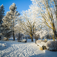 Image showing A beautiful city park with trees covered with hoarfrost