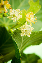 Image showing  Flowers of lime, close-up