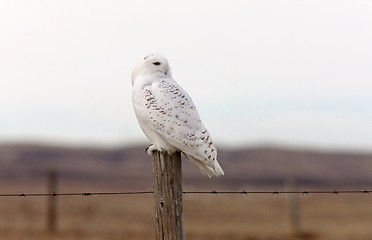 Image showing Snowy Owl on Fence Post