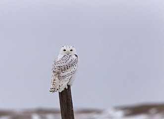 Image showing Snowy Owl on Fence Post