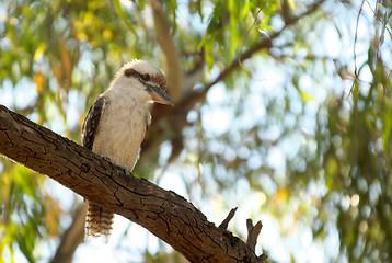 Image showing kookaburra in tree