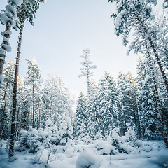 Image showing Winter snow covered trees. Winter wonderland