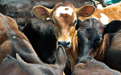 Image showing calves in a feedlot