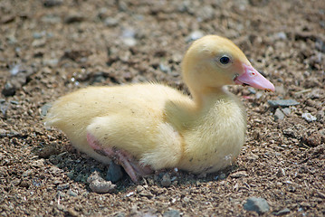 Image showing cute duckling
