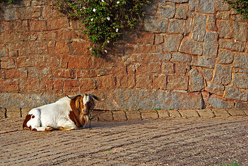 Image showing goat on cobblestones