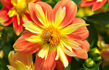 Image showing bees and flowers