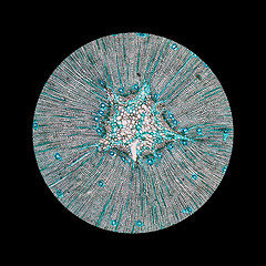 Image showing Pine Wood micrograph