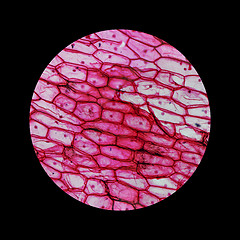 Image showing Onion epidermus micrograph