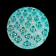 Image showing Bamboo stem micrograph