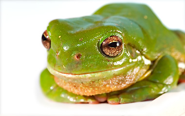 Image showing big green frog