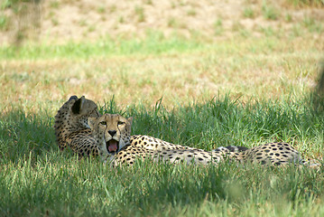 Image showing cheetahs laying