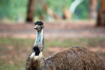 Image showing australian emu