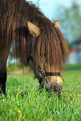 Image showing horse eating grass