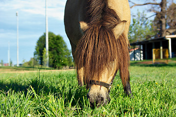 Image showing horse eating grass