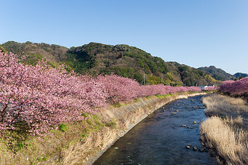 Image showing Kawazu with many sakura tree