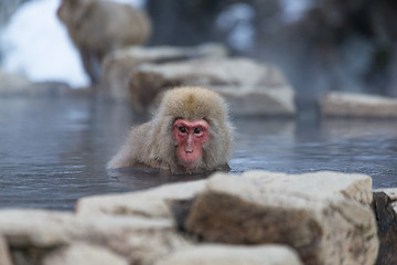 Image showing Snow monkey in hotspring