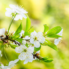 Image showing Blossoming branch of a cherry, close up