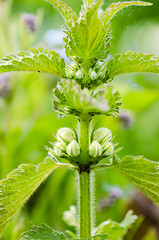 Image showing Blossoming nettle, close up