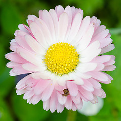 Image showing Flower of a daisy, close up