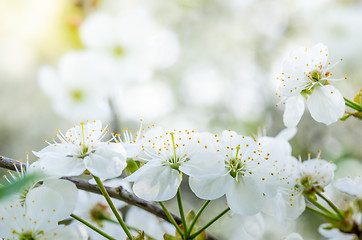 Image showing Blossoming branch of a cherry, close up