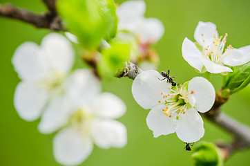 Image showing The ant runs on a blossoming branch of plum, a close up
