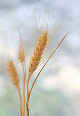 Image showing Spikelets of wheat