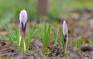 Image showing spring crocus flower