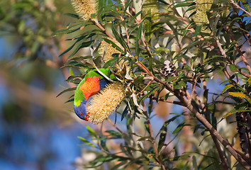 Image showing lorikeet eating a banksia