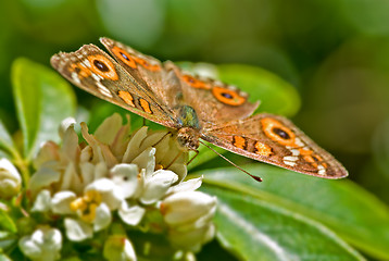 Image showing monarch butterfly