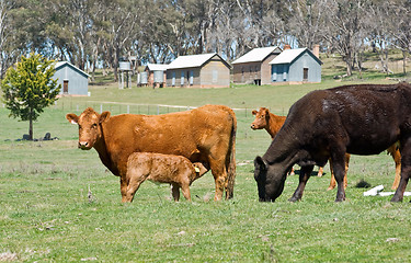 Image showing cows in the field