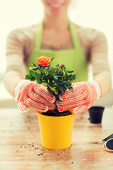 Image showing close up of woman hands planting roses in pot