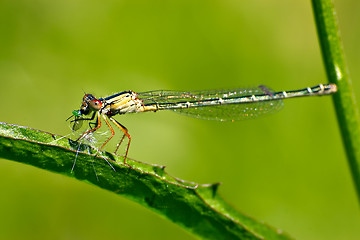 Image showing dragonfly eating