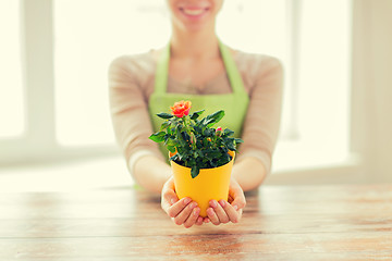 Image showing close up of woman hands holding roses bush in pot