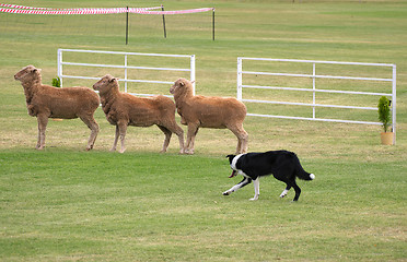 Image showing sheep dog trials