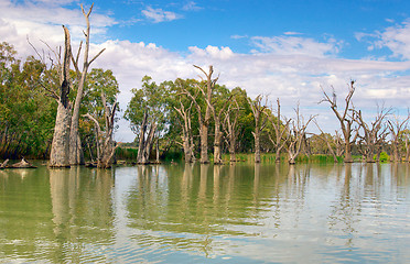 Image showing dead river trees