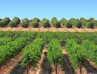 Image showing oranges and grapes