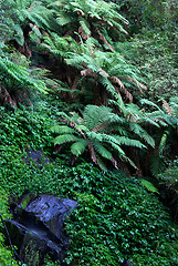 Image showing rainforest