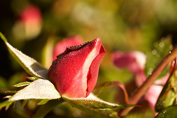 Image showing rosebud in the morning